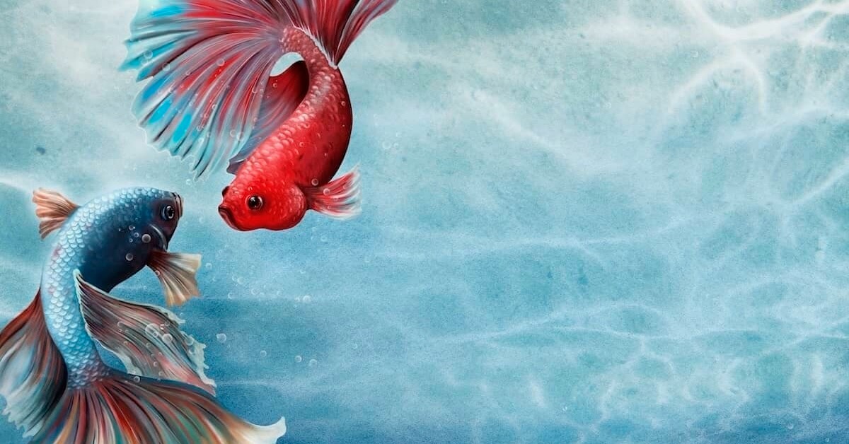 Zwei Fische, eins rot, eins blau, die sich anschauen. Sie stehen symbolisch für SEO und UX.